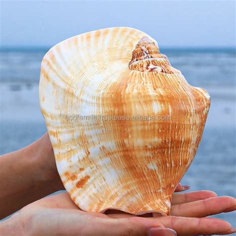 Image result for Large Live Triton Conch Shell