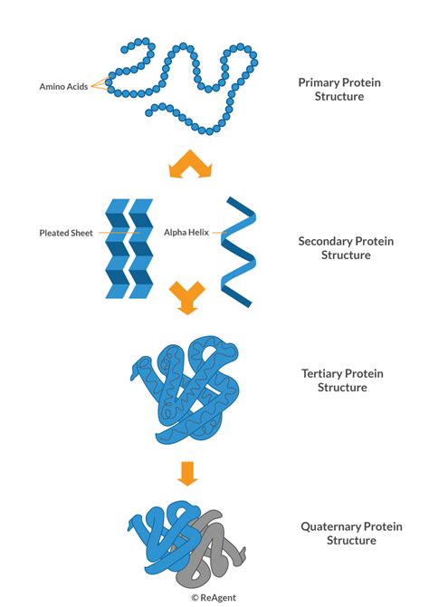Protein Structure Formula に対する画像結果