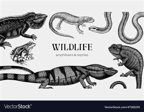 Image result for 3 Reptiles Animal Drawing
