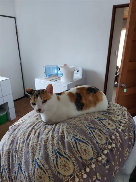 Image result for Public Execution Roblox Meme