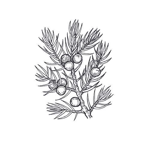 Afbeeldingsresultaten voor Berries Drawing