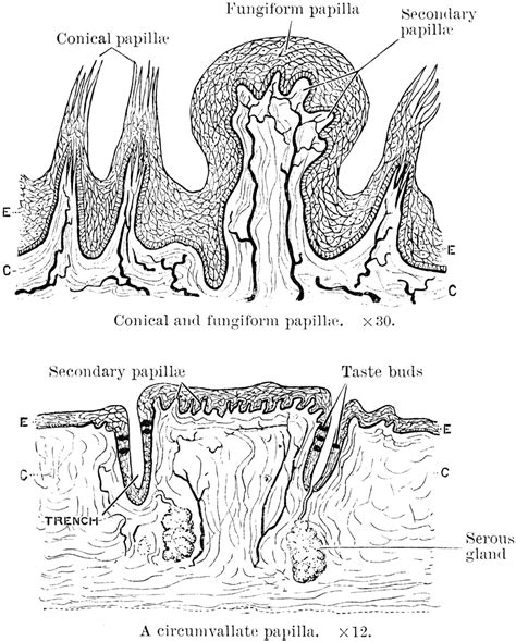 Toradh íomhá ar Filiform Papillae