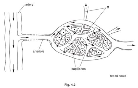 Image result for Capillary in Tissue