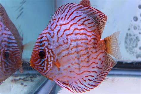 Image result for Red Turquoise Discus