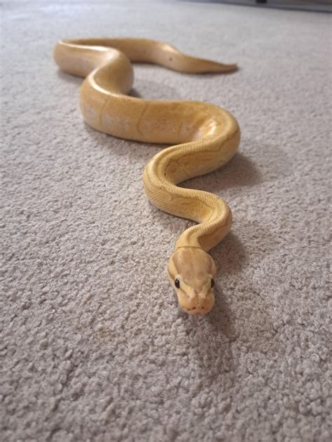 Afbeeldingsresultaten voor Python by Mam