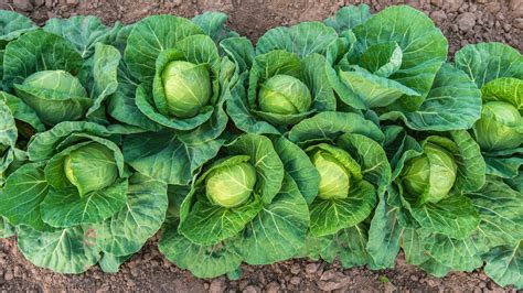 Image result for Cabbage
