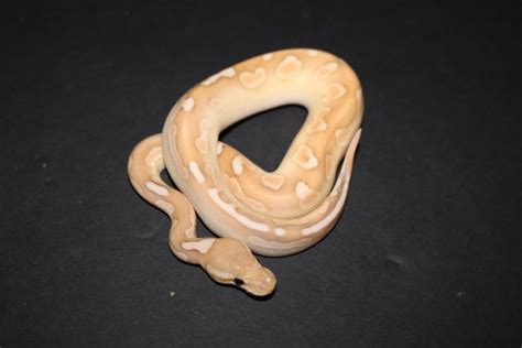 Image result for Calico Cinnamon Lesser Ball Python