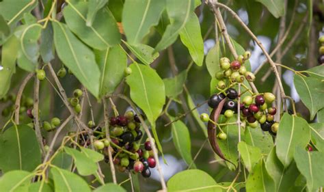 Image result for Jamun Leaf