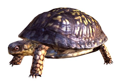 Turtle PNG に対する画像結果