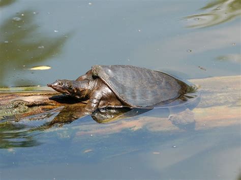 Toradh íomhá ar Florida Softshell Turtle Season