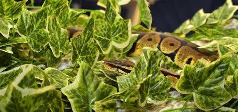 Image result for Ball Python Children