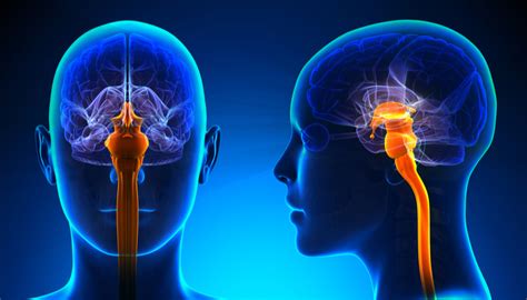 Image result for Brain Stem Compression