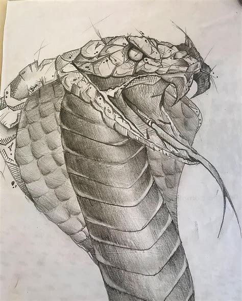 Image result for Snake Pej CIL Drawing
