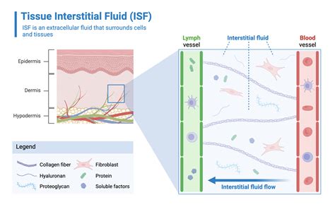 Image result for Simulation of Tissue Fluid
