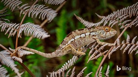 Image result for Bing Search Icon for Desktop