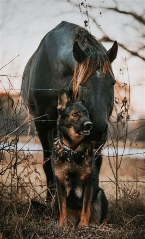 Most expensive dog breed in the world – Artofit
