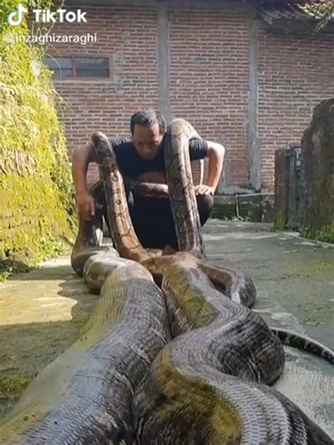 Image result for Cakar Pada Ular Phyton