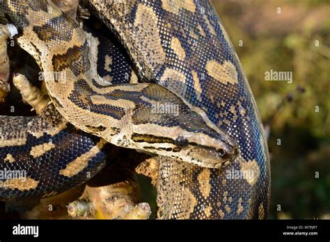Afbeeldingsresultaten voor Rock Python in South Africa