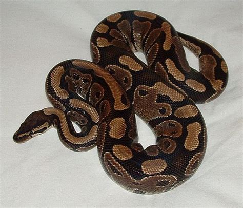 Image result for Ball Python Children