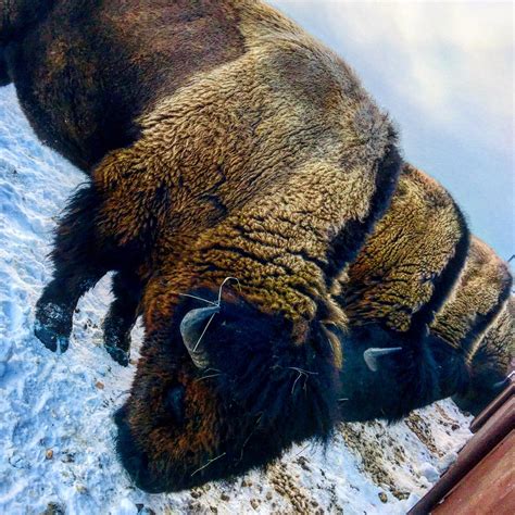 Image result for Buffalo Rock Logo