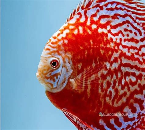 Discus Fish Natural Habitat に対する画像結果
