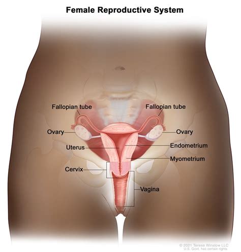 Female Reproductive System Internal and External に対する画像結果