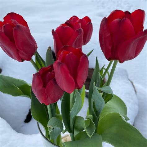 Image result for Pyra Hot Spring