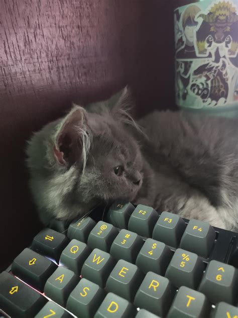 Keyboard Cat Value-साठीचा प्रतिमा निकाल