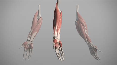 Image result for Proko Hand Anatomy