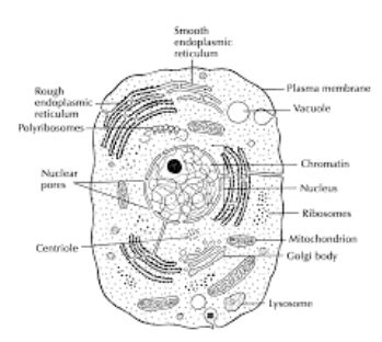 Toradh íomhá ar 9th Science Daigrams