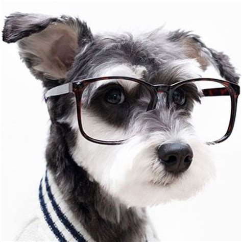 DDP Pytorch Image के लिए छवि परिणाम