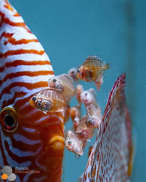 Image result for Different Types of Discus Fish