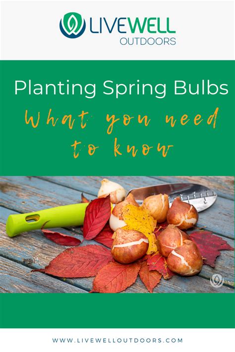 Image result for Planting Spring Bulbs