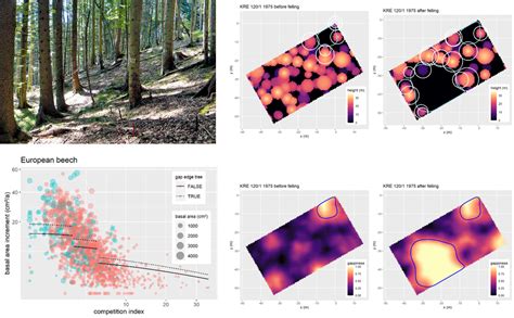 Toradh íomhá ar Forest and Trees Data Structure in Research