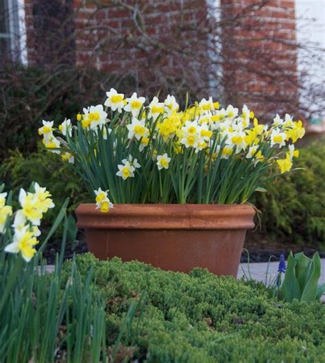How to Grow Spring Bulbs in Containers - Longfield Gardens