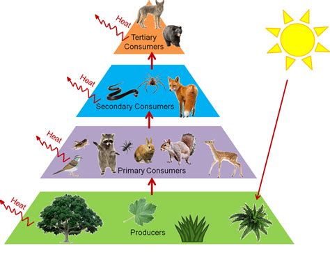 Trophic levels and Ecological Pyramids - Online Science Notes