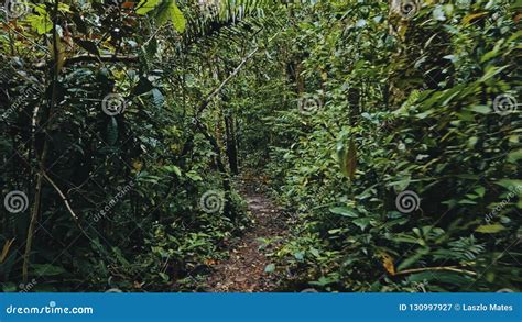 Image result for Lush Jungle Path