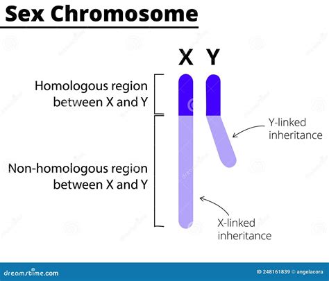 Image result for Inheritance Diagram CSE