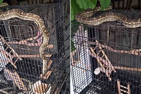 Image result for Python Snake Cage