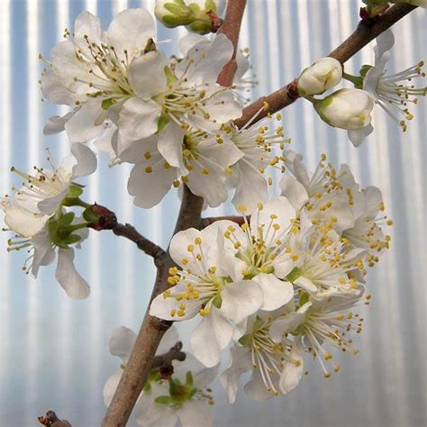 Image result for Red Plumcot