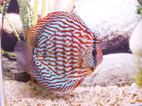 Image result for Red Turquoise Discus