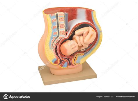 Image result for Female Reproductive System Fetus