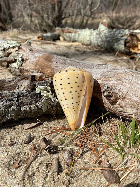 Spotted Snail Out of Shell に対する画像結果