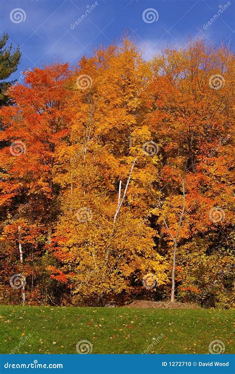 Fall Season Colors stock photo. Image of colours, walk - 1272710