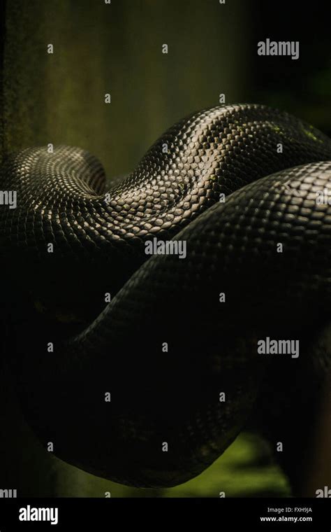 Image result for Anaconda Snake Skin