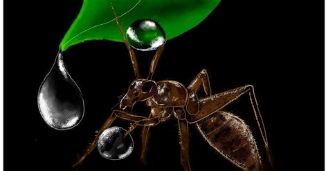 Afbeeldingsresultaten voor Ant Roblox Drawings