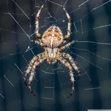 Image result for Spider Chart Python