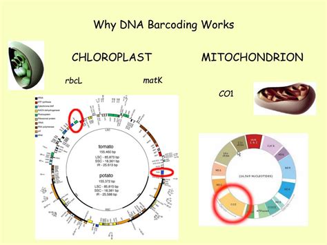 Image result for DNA Barcoding