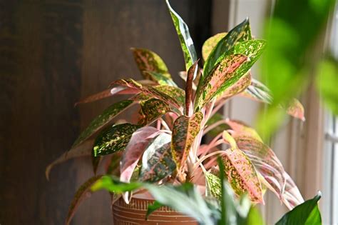 Image result for Chinese Evergreen Propagation