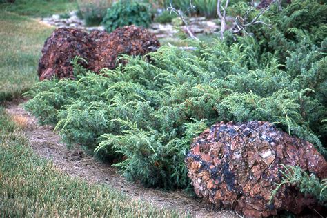 Types of Juniper Trees に対する画像結果